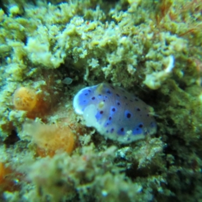 Chromodoris thompsoni