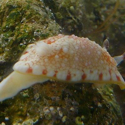 Chromodoris tinctoria