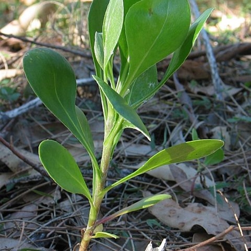 Chrysanthemoides monilifera subsp. rotundata