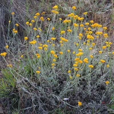 Chrysocephalum apiculatum