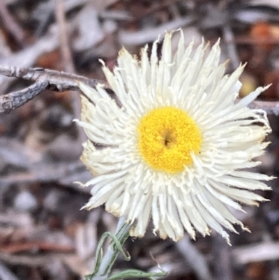 Chrysocephalum baxteri