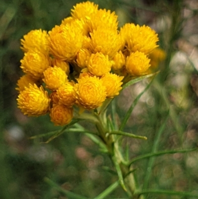 Chrysocephalum semipapposum