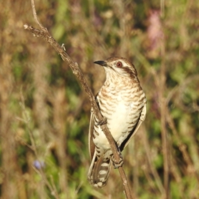 Chrysococcyx basalis