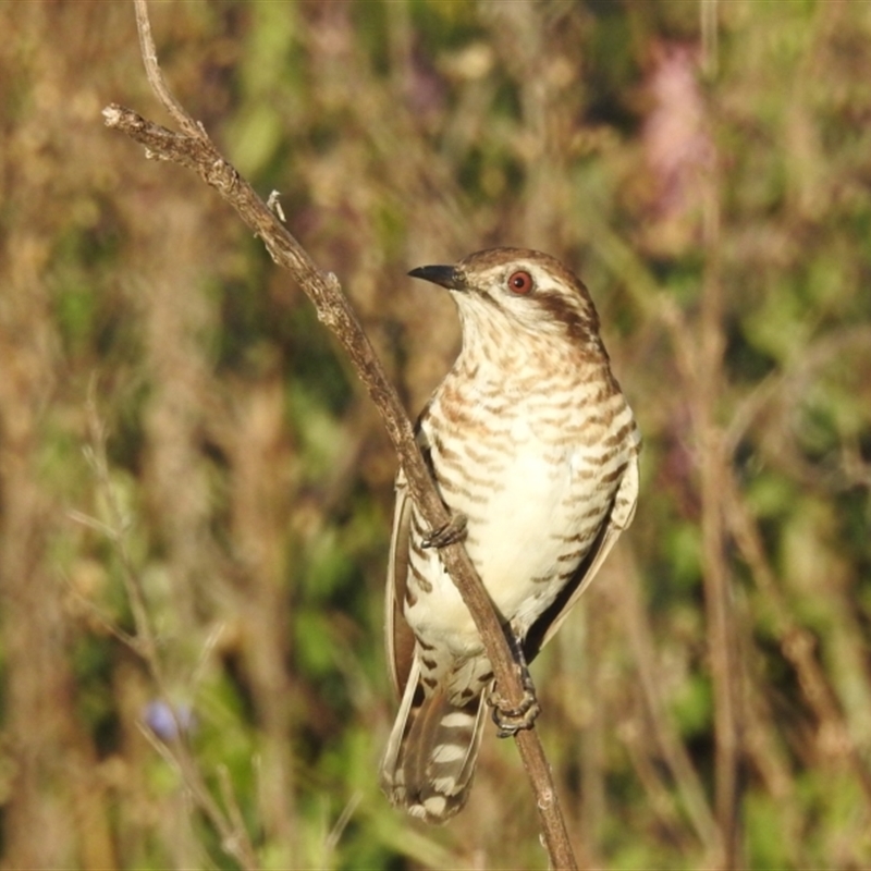 Chrysococcyx basalis