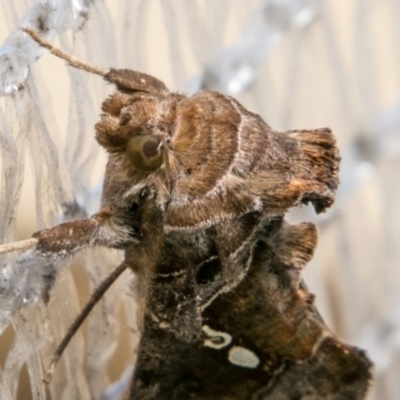 Chrysodeixis eriosoma