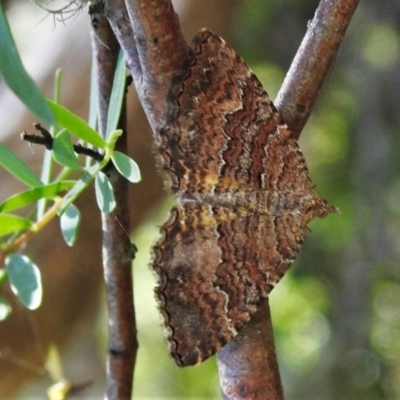 Chrysolarentia bichromata