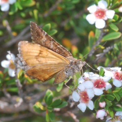 Chrysolarentia cataphaea