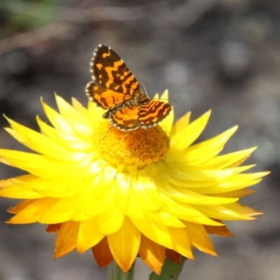 Chrysolarentia chrysocyma