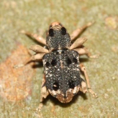 Aades cultratus