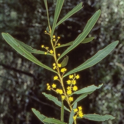 Acacia amoena