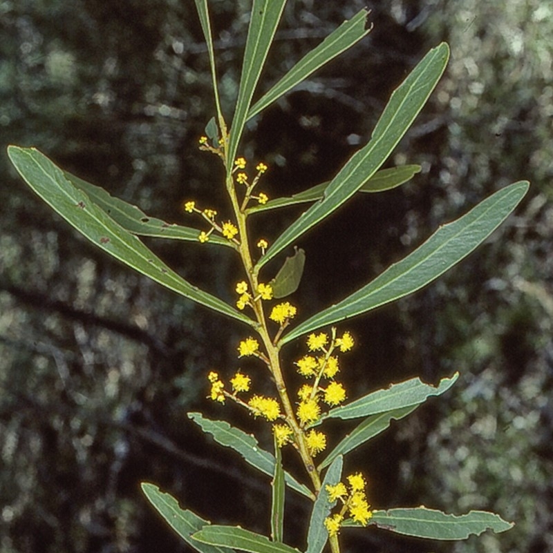 Acacia amoena