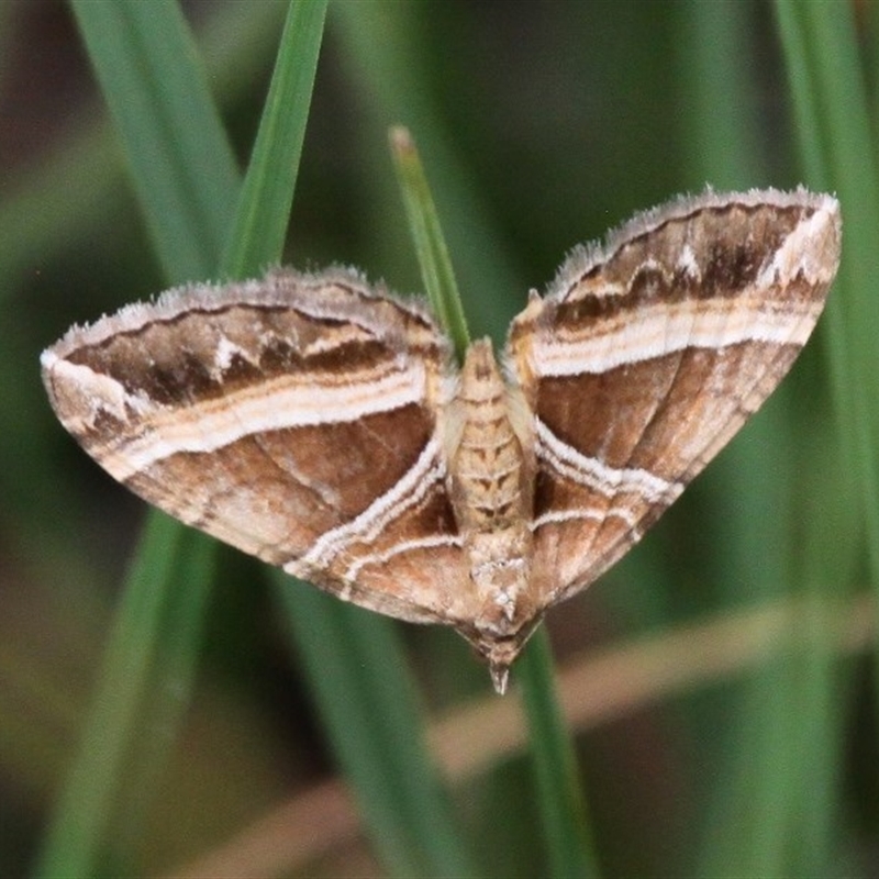 Chrysolarentia conifasciata