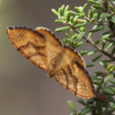 Chrysolarentia correlata