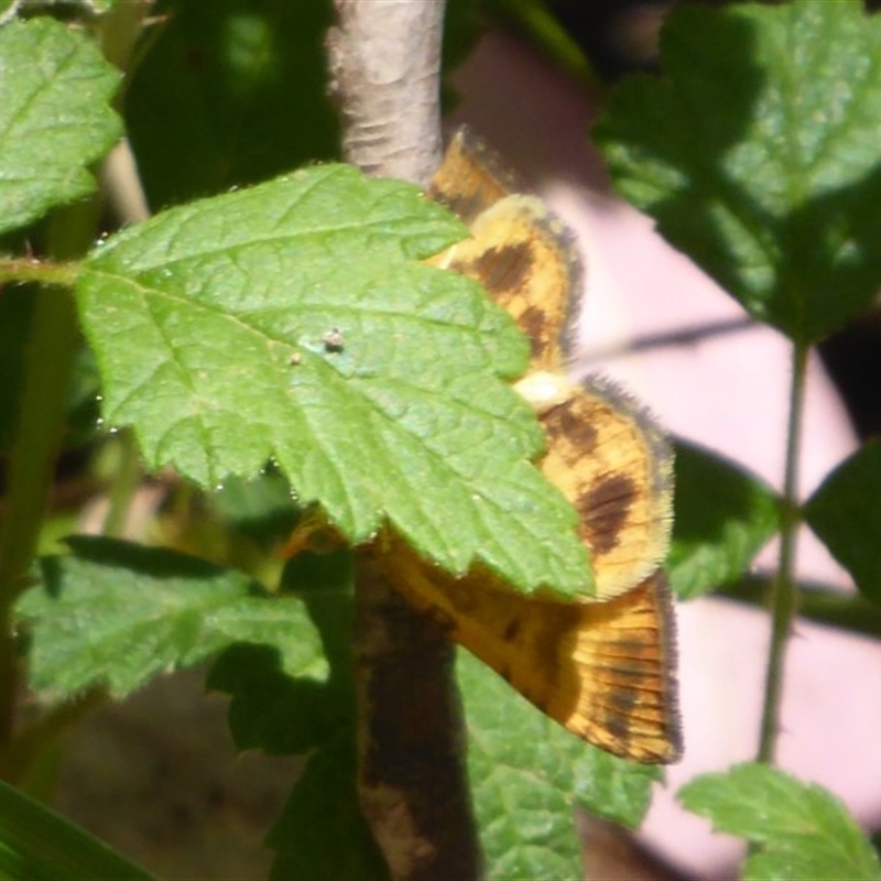 partially showing undersides