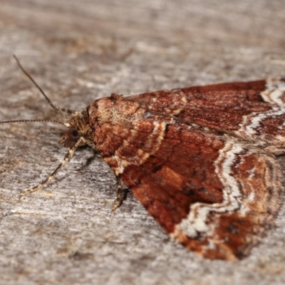 Chrysolarentia euphileta