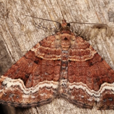 Chrysolarentia euphileta