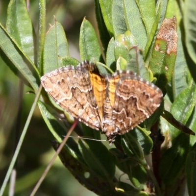 Chrysolarentia heliacaria