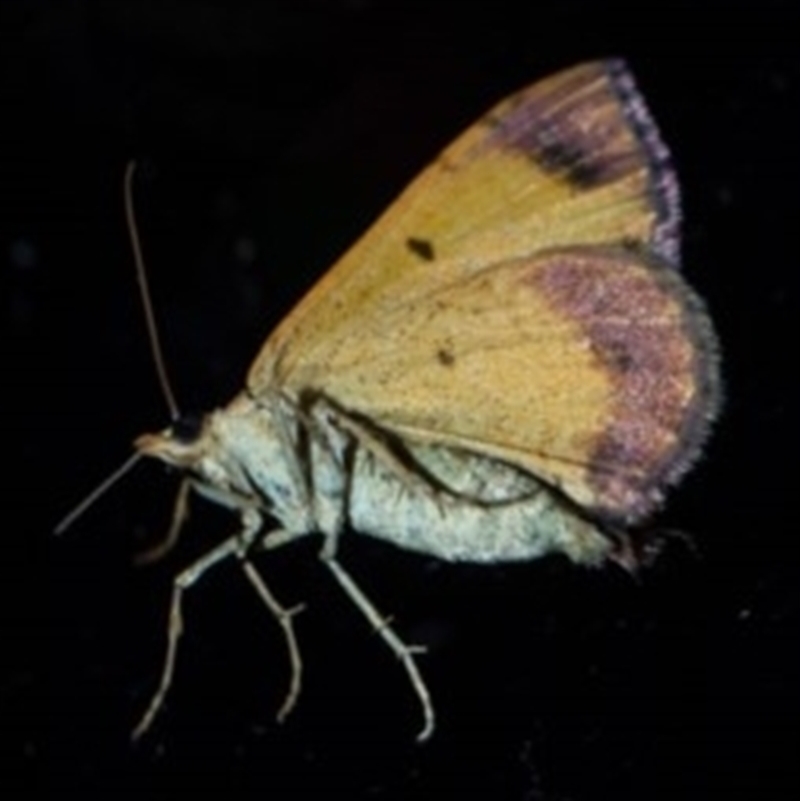 Underside
