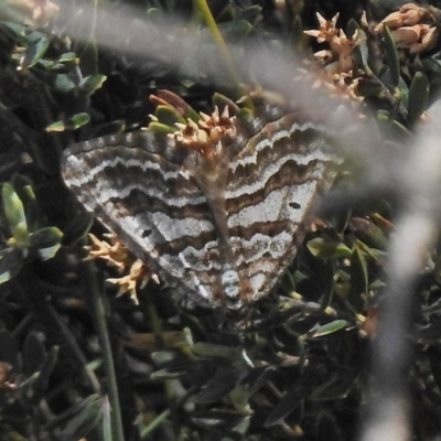 Chrysolarentia nephodes