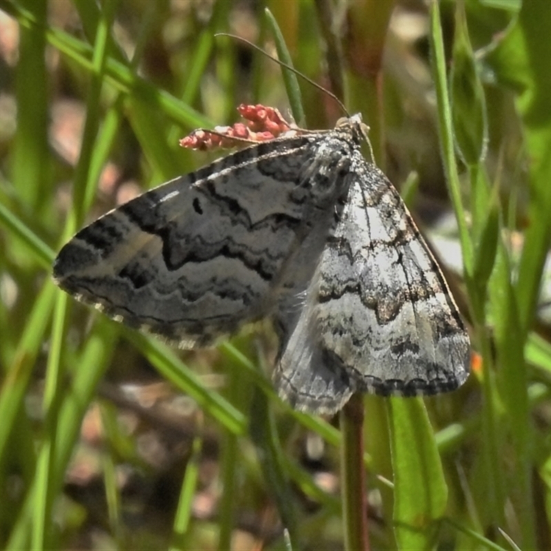 Chrysolarentia nephodes