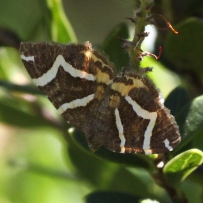 Chrysolarentia oxygona