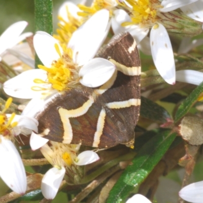 Chrysolarentia oxygona