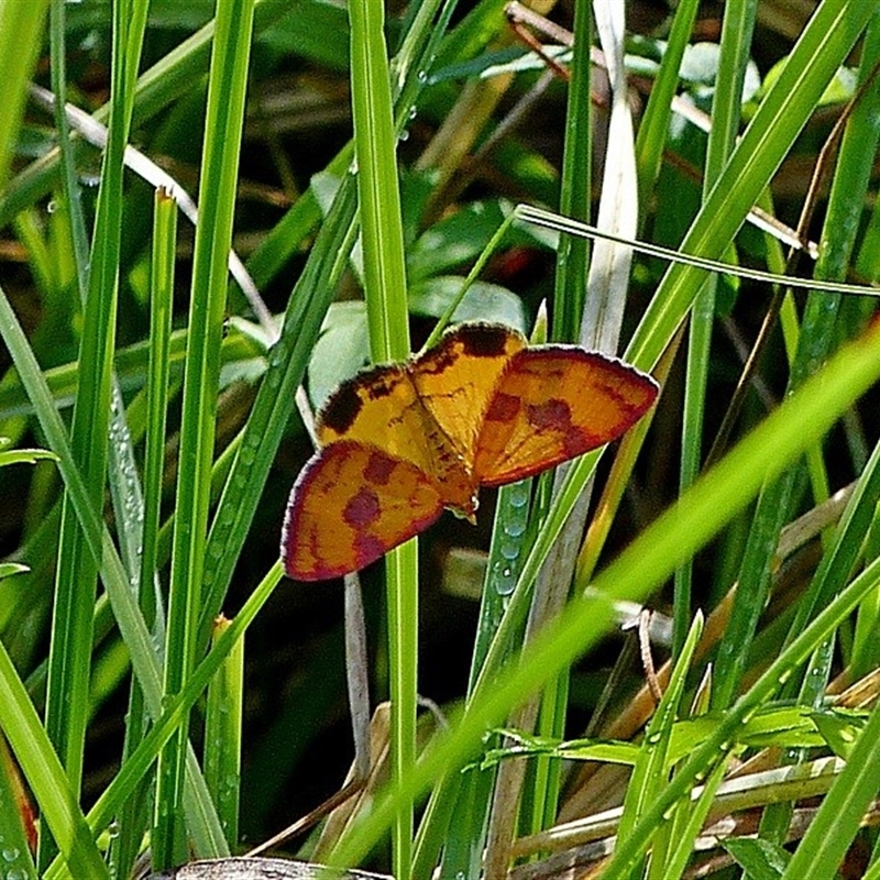 Chrysolarentia perornata