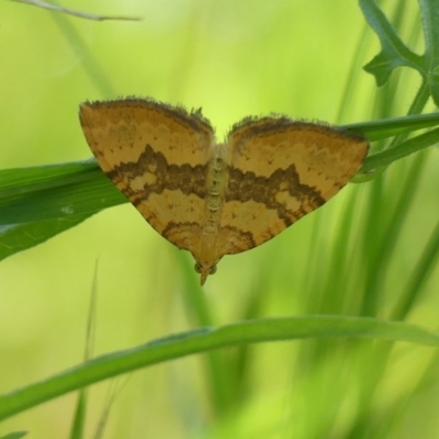 Chrysolarentia polyxantha