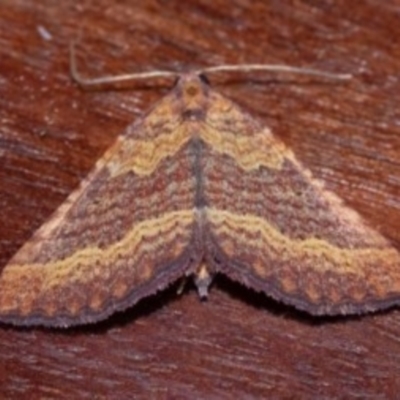 Chrysolarentia trygodes