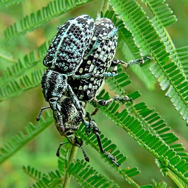 Chrysolopus spectabilis