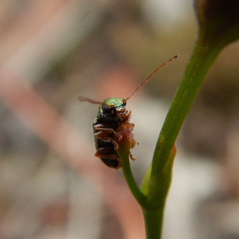 Chrysomelidae sp. (family)