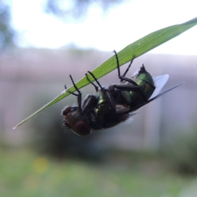 Chrysomya sp. (genus)