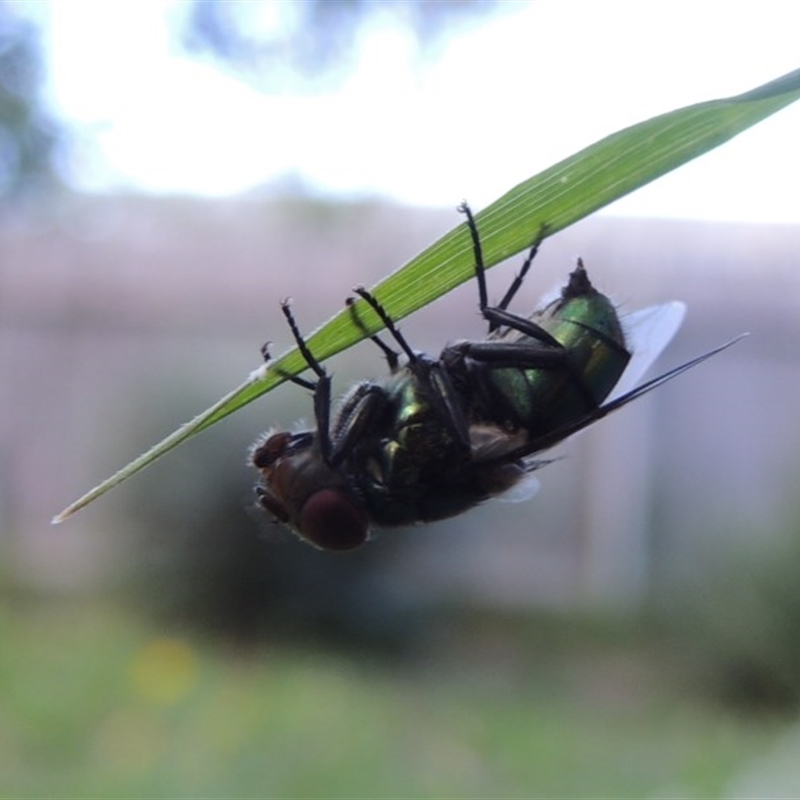 Chrysomya sp. (genus)