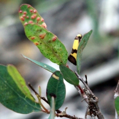 Chrysonoma fascialis