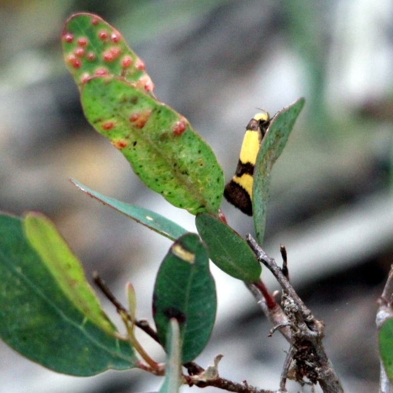 Chrysonoma fascialis