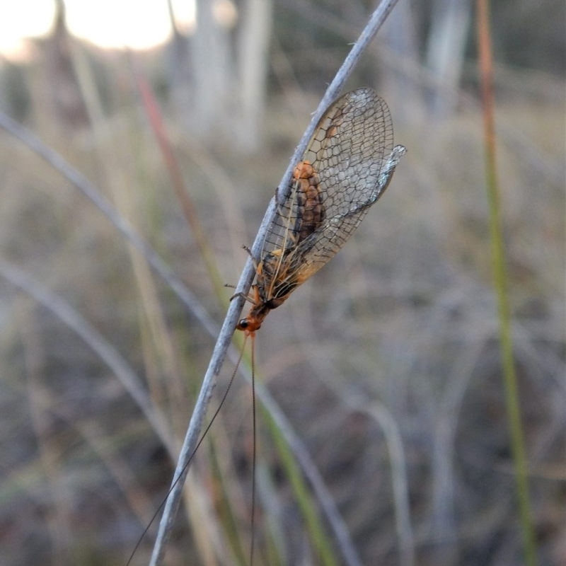 Chrysopidae (family)