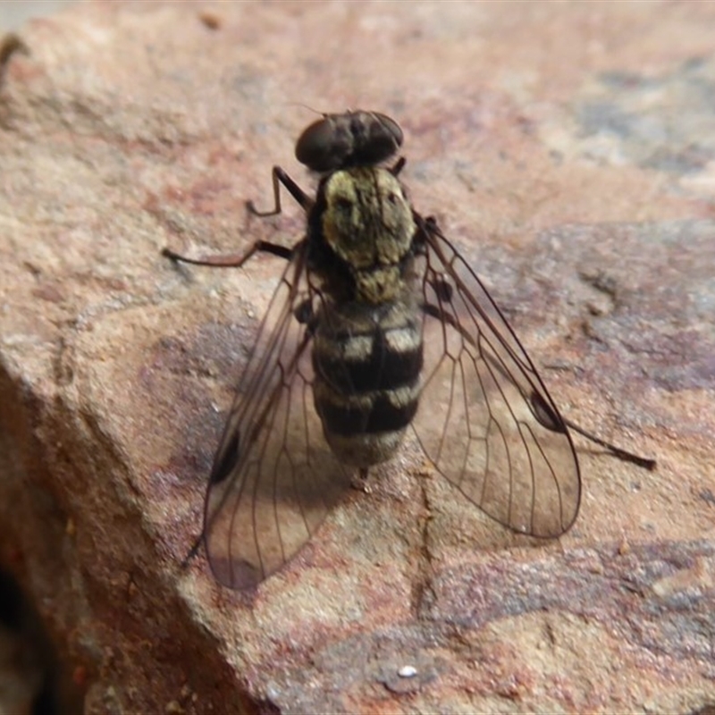 Chrysopilus sp. (genus)