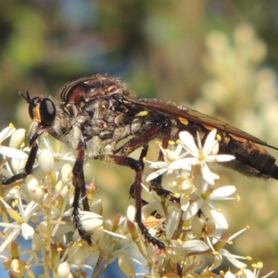 Chrysopogon muelleri