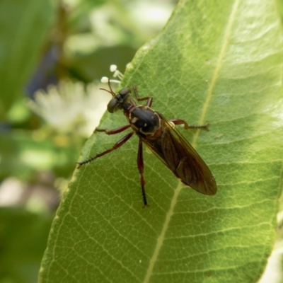 Chrysopogon sp. (genus)