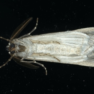 Male underside