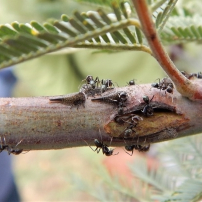 Cicadellidae (family)