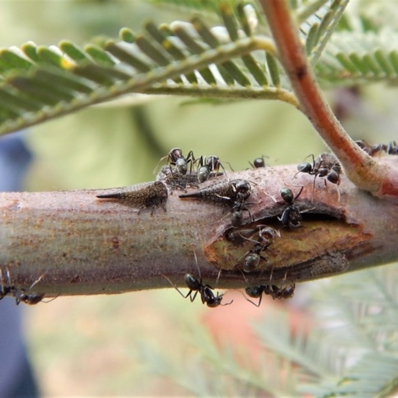 Cicadellidae (family)