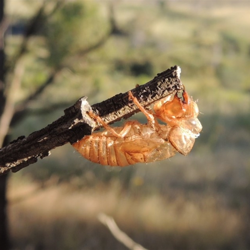 Cicadettini sp. (tribe)