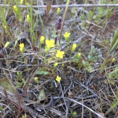 Cicendia quadrangularis