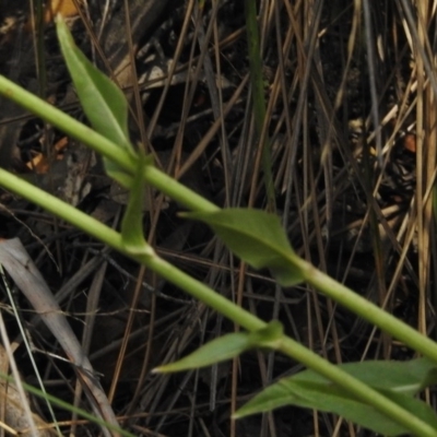 Cichorium intybus