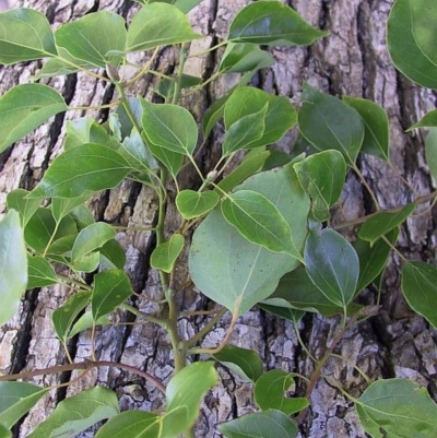 Cinnamomum camphora