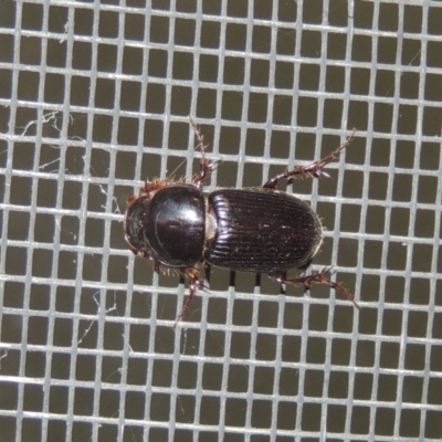 Acrossidius tasmaniae