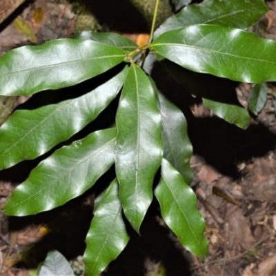 Cinnamomum oliveri