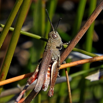 Cirphula pyrrhocnemis