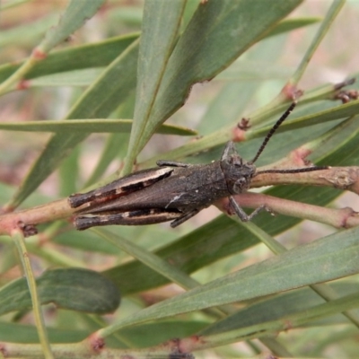 Cirphula pyrrhocnemis